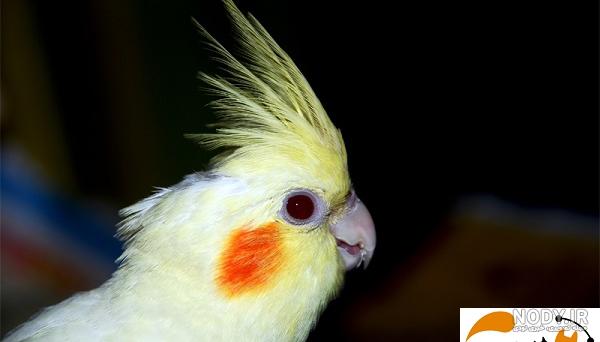 غذای اصلی عروس هلندی