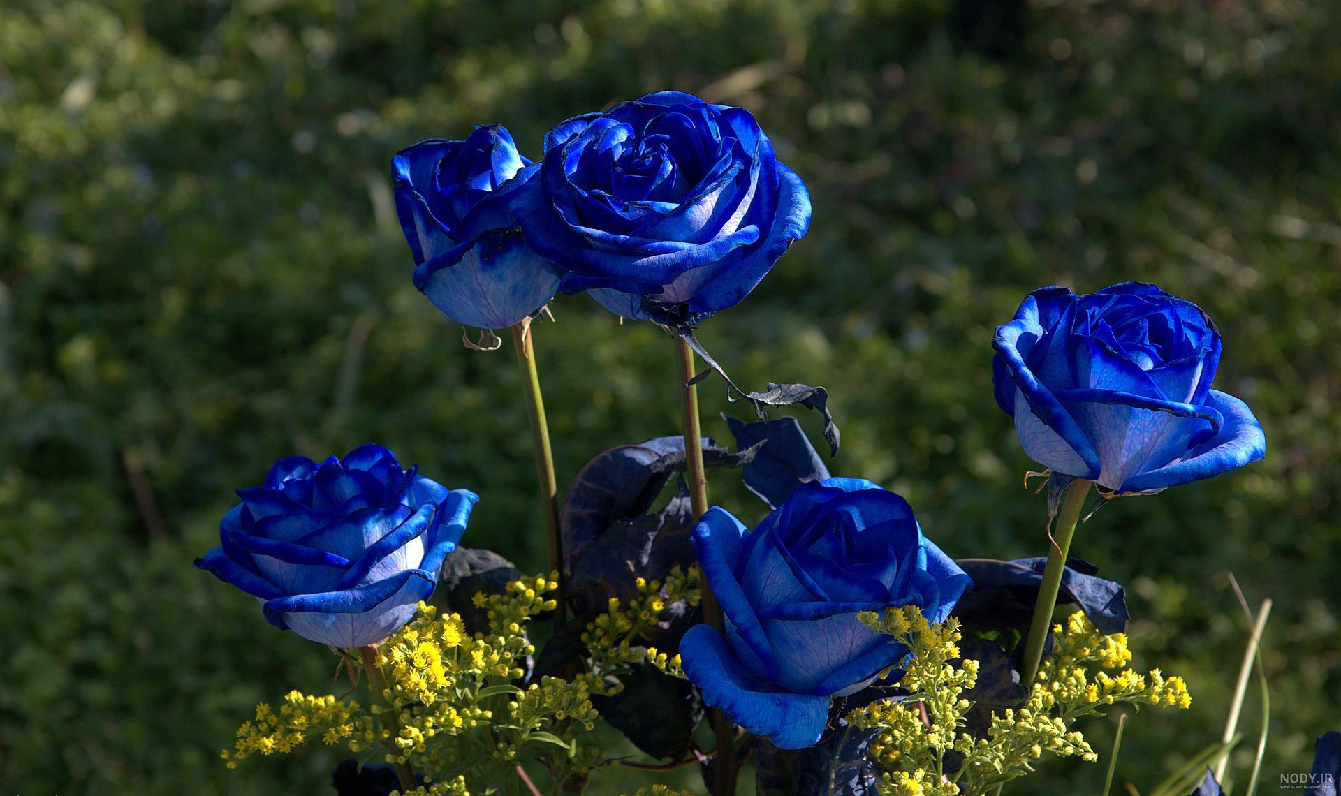 معنی رز ابی معنی رز ابی