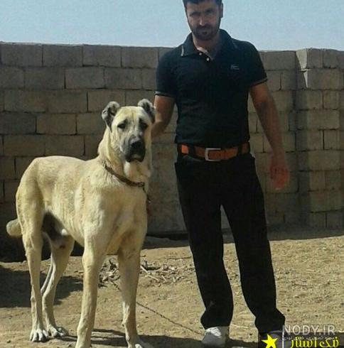 جنگ سگ افغانی با پلنگ