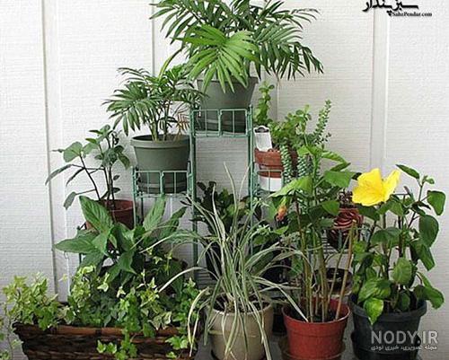 عکس گل برای پروفایل شاد