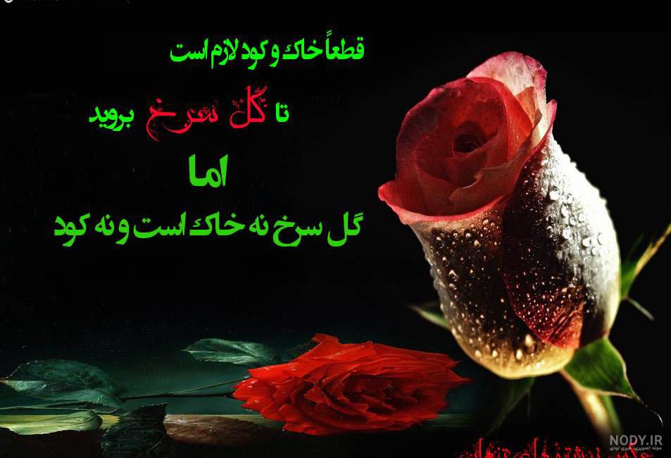 عکس گل برای پروفایل شاد