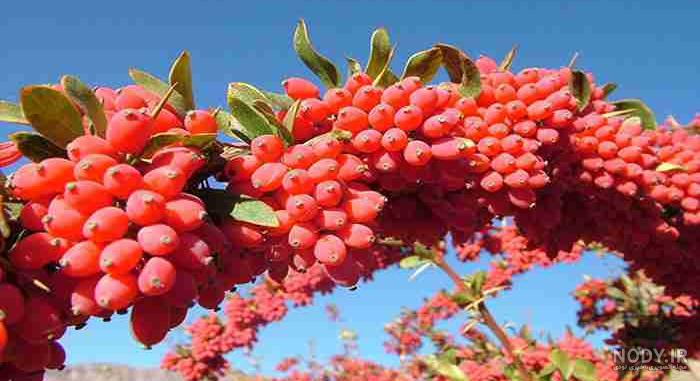 طرز تهیه آب زرشک برای لاغری