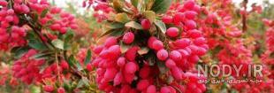 طرز تهیه آب زرشک و عناب