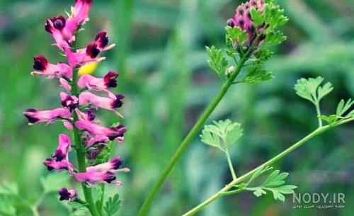 خواص شاه تره در طب سنتی خواص شاه تره در طب سنتی