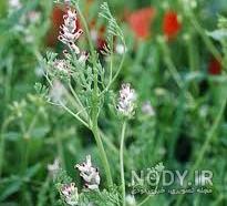 خواص عرق شاتره برای دیابت خواص عرق شاتره برای دیابت