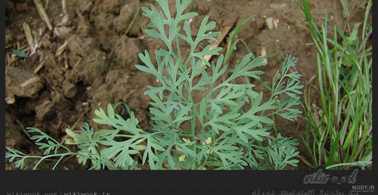 عرق کاسنی و شاتره برای چاقی عرق کاسنی و شاتره برای چاقی