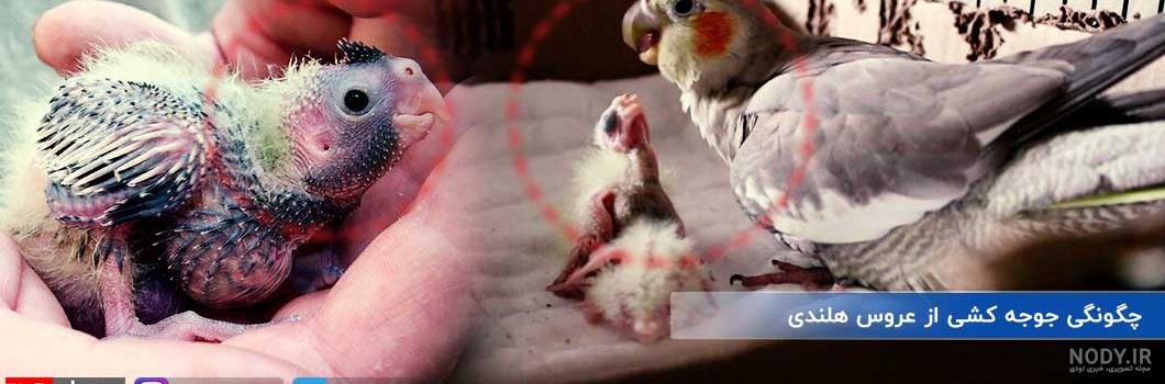 ساعت غذا دادن به جوجه عروس هلندی ساعت غذا دادن به جوجه عروس هلندی