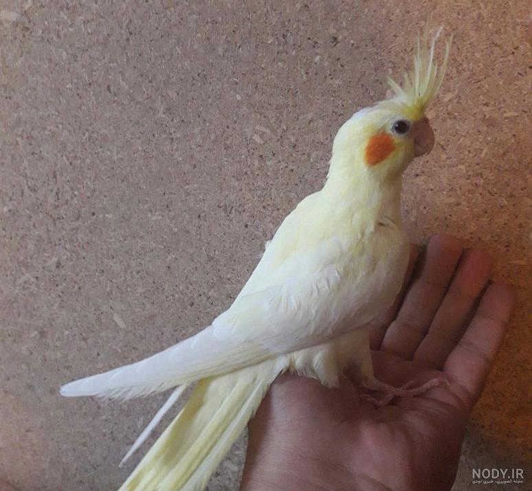 عکس جوجه عروس هلندی دو ماهه عکس جوجه عروس هلندی دو ماهه