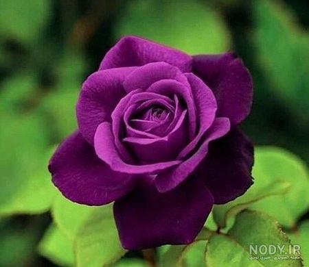 عکس گل نوشته دار