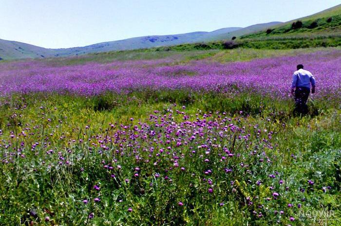 روستای دلیلر در اردبیل روستای دلیلر در اردبیل