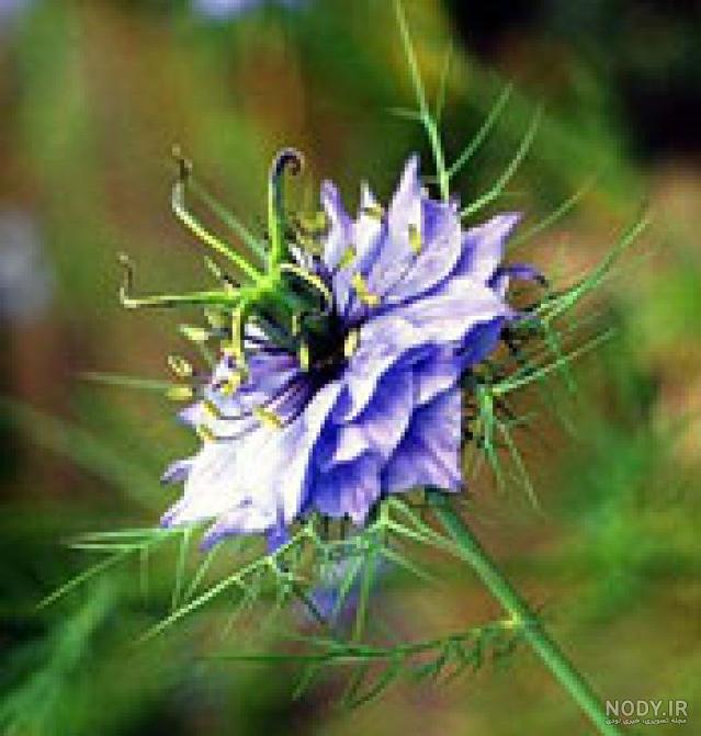 بوته سیاه دانه