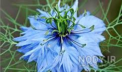 بوته سیاه دانه