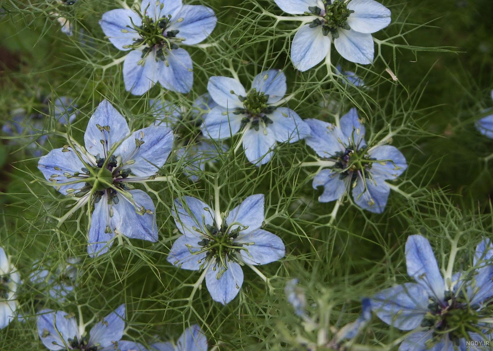عکس بوته سیاه دانه