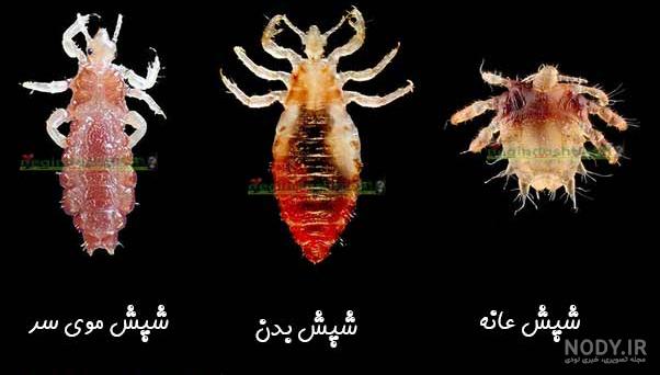 اسم حشره حبوبات