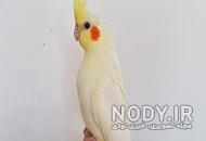 عروس هلندی آهویی