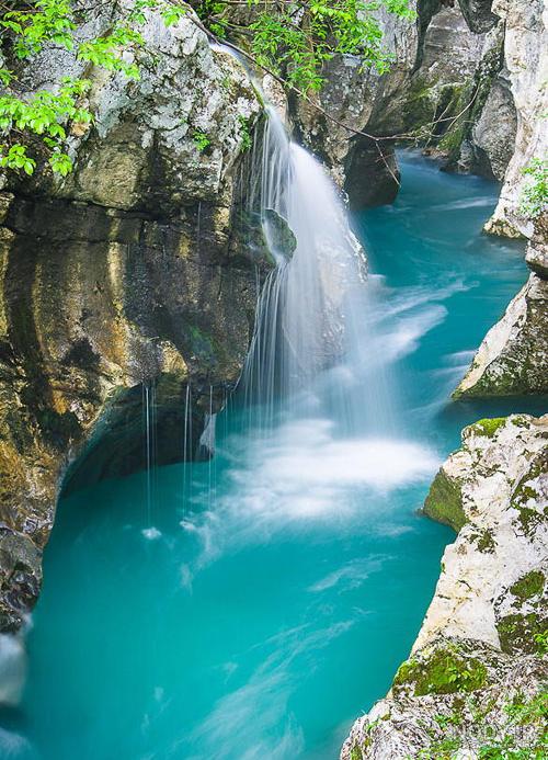 عکس جنگل واقعی