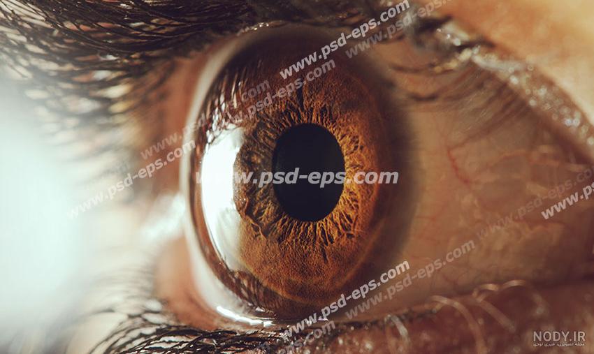 فرش کرم گلبهی