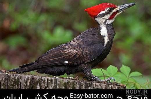 قیمت دارکوب