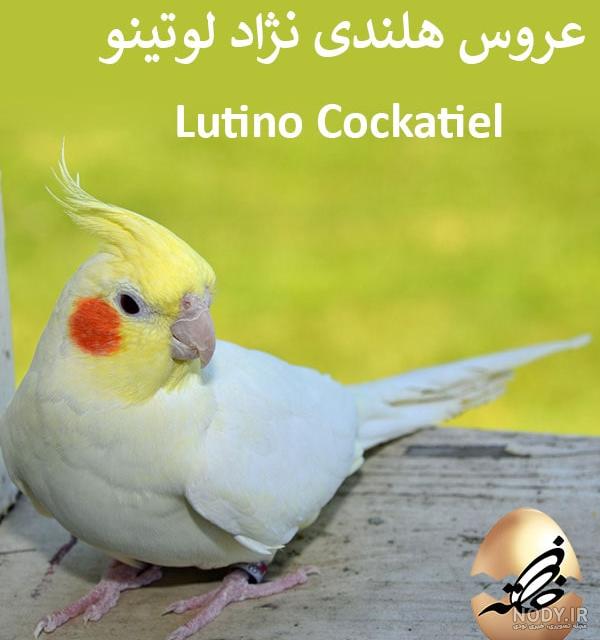 لیست قیمت عروس هلندی ۱۴۰۰