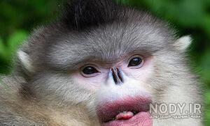 عکس میمون در حال موز خوردن