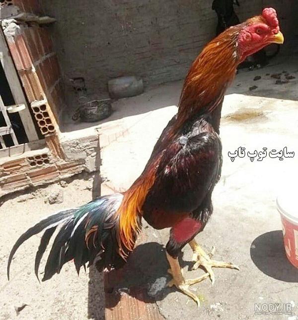 عکس کارتون جنگ ستارگان عکس کارتون جنگ ستارگان