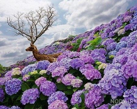 عکس طبیعت بهاری با کیفیت بالا
