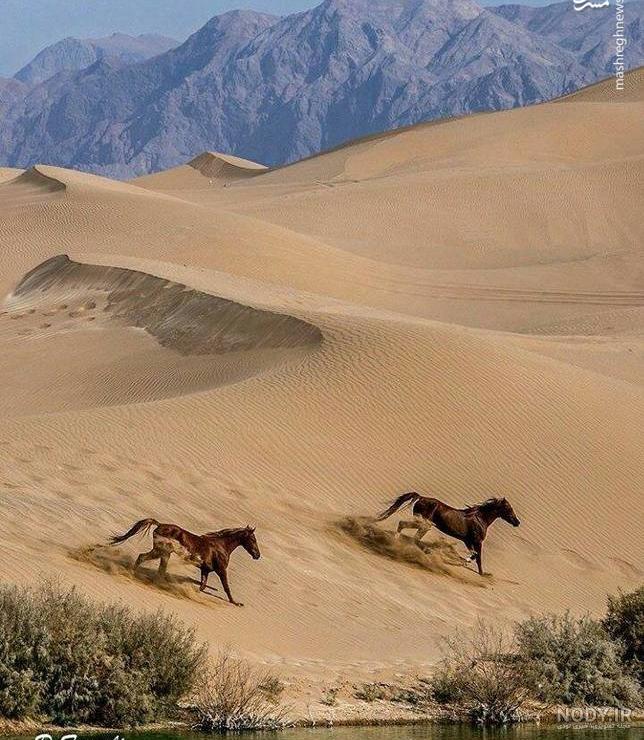 عکسهای فرش ستاره کویر یزد عکسهای فرش ستاره کویر یزد