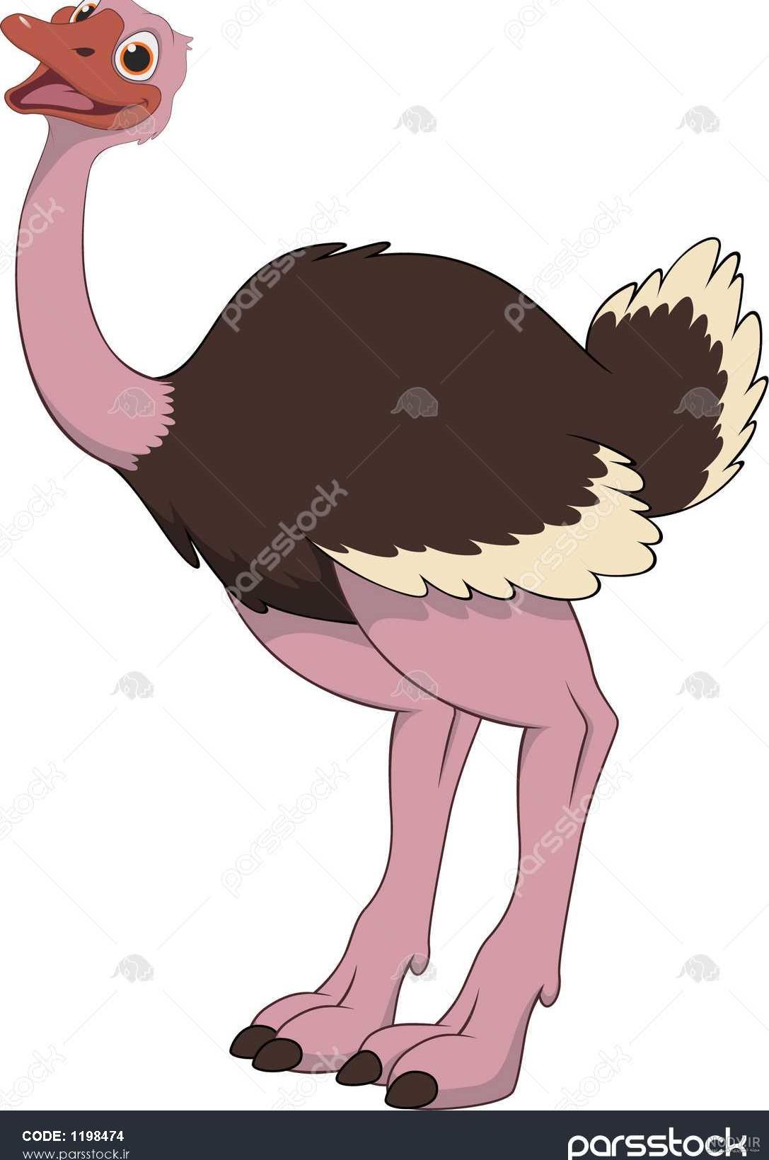 بچه شتر مرغ