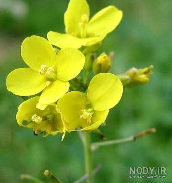 خواص شلغم برای مردان خواص شلغم برای مردان