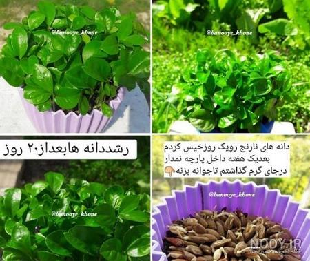 زمان کاشت سبزه عید زمان کاشت سبزه عید