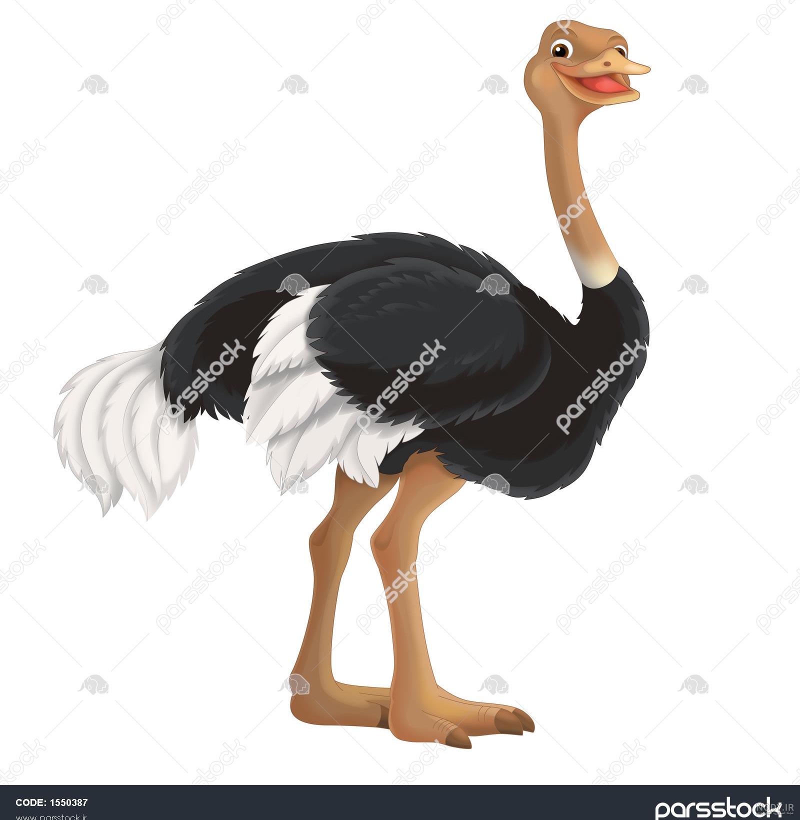 شترمرغ ماده