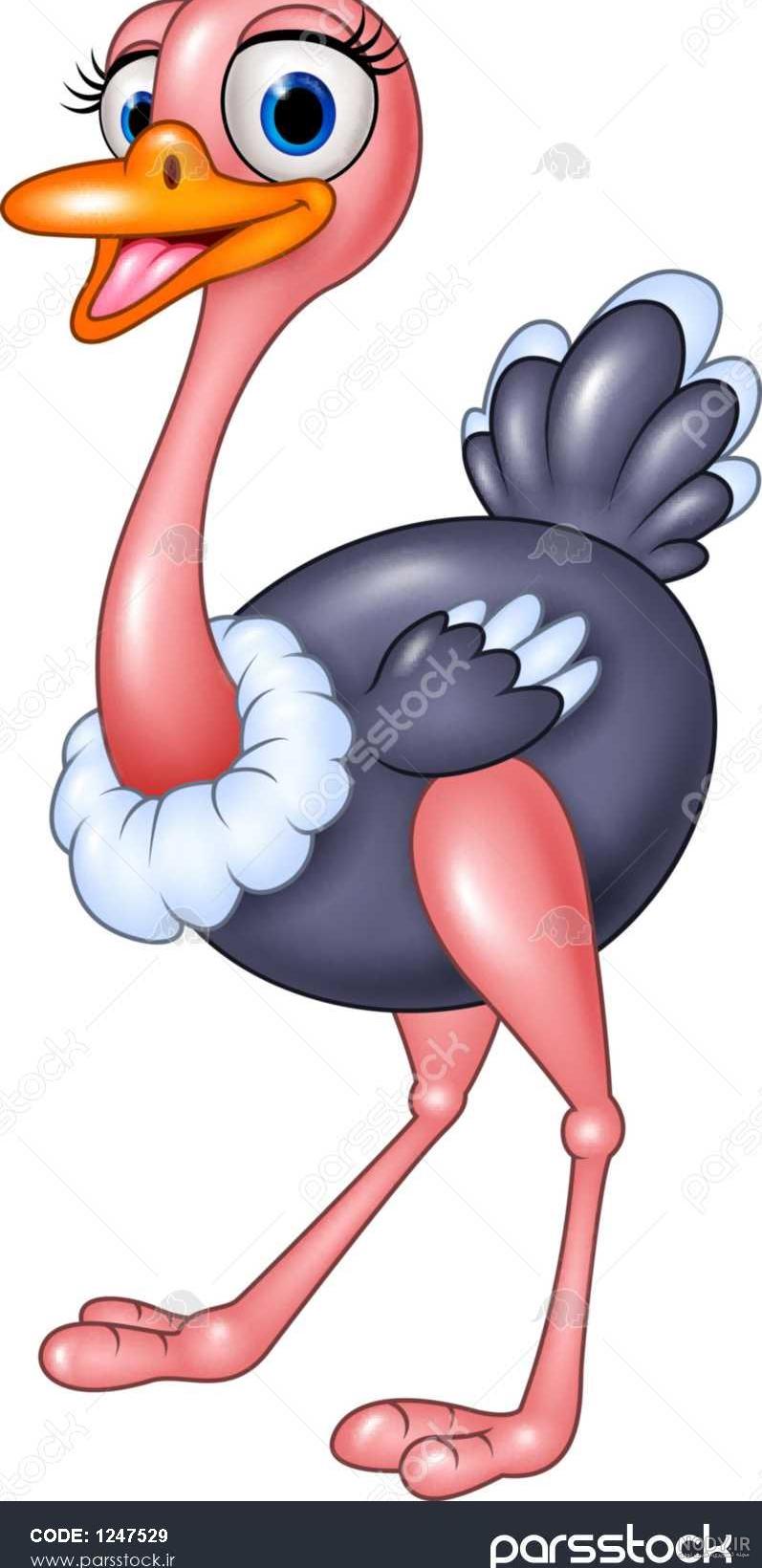 عکس شترمرغ خنده دار