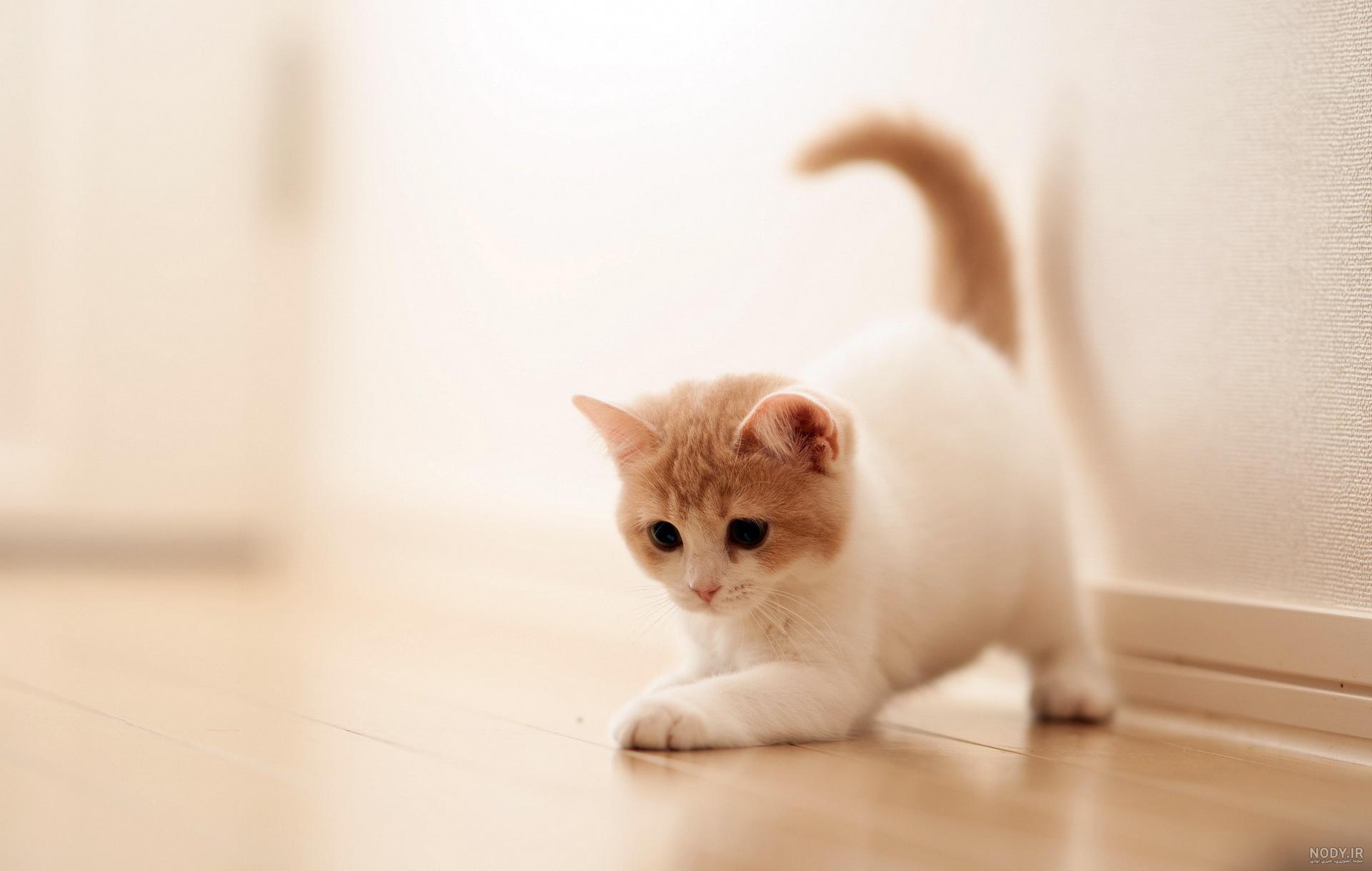 عکس گربه خندون