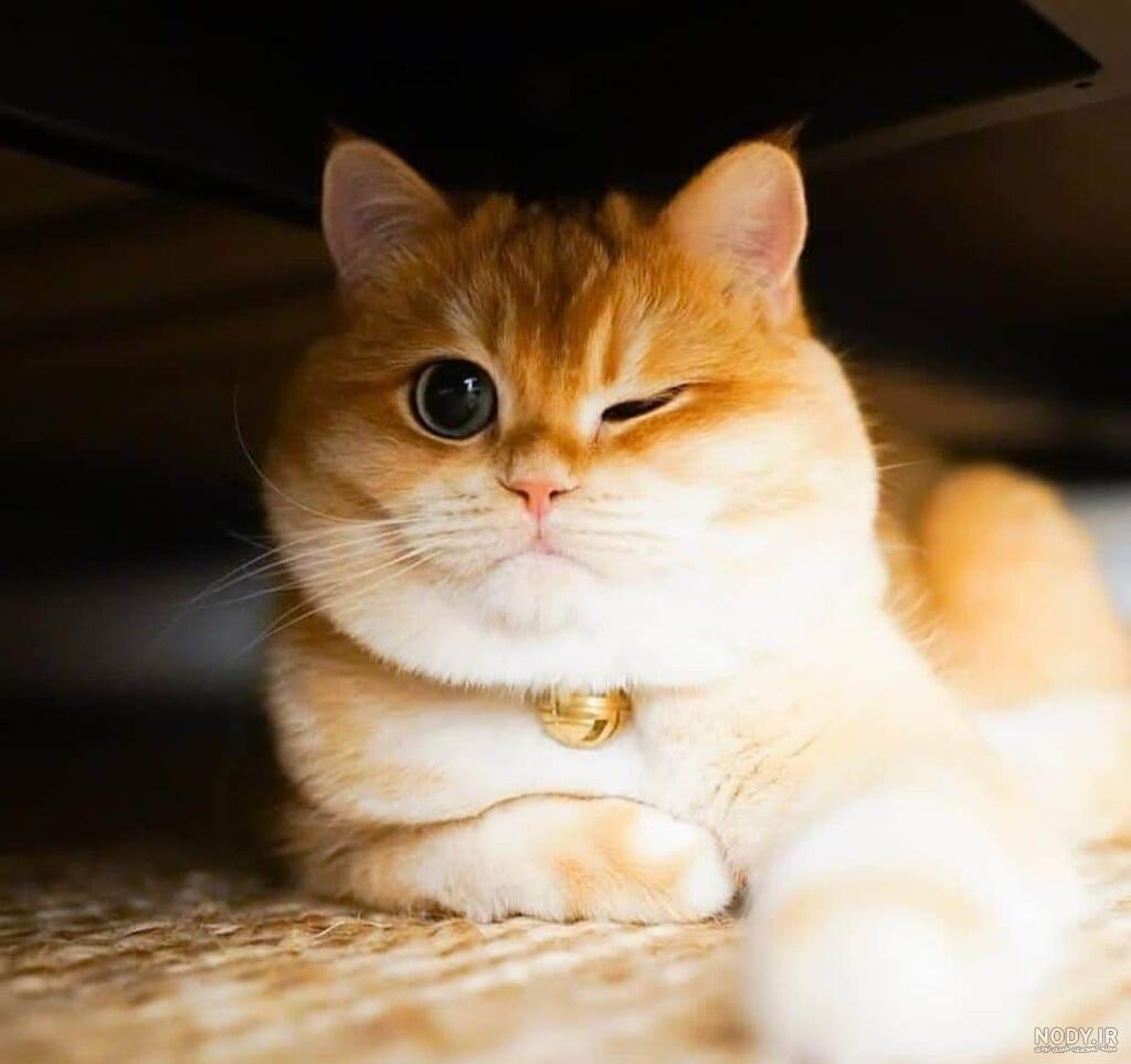 عکس گربه چشم آبی