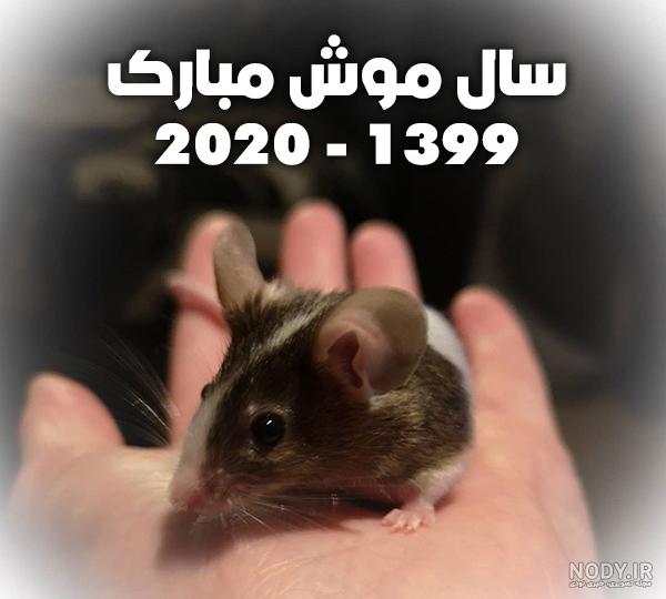 فواید موش