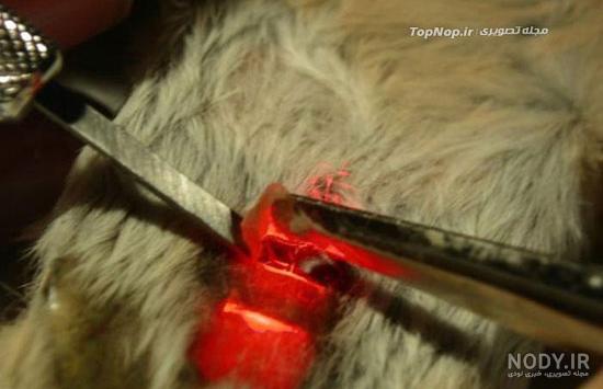 خرید موس طبی خرید موس طبی
