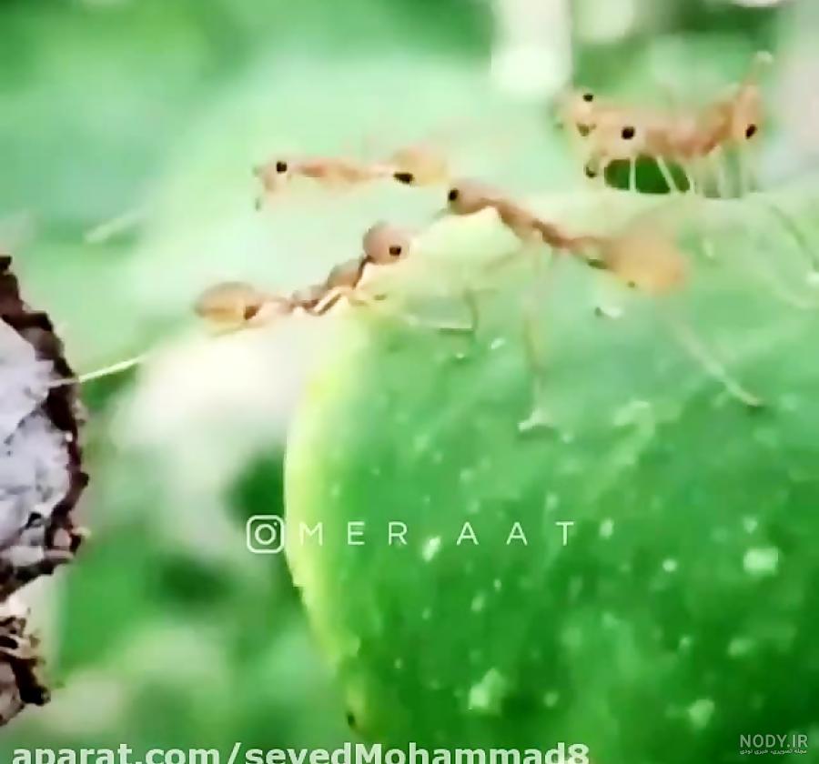 کلیپ در رفاقت رسم ما جان دادن است
