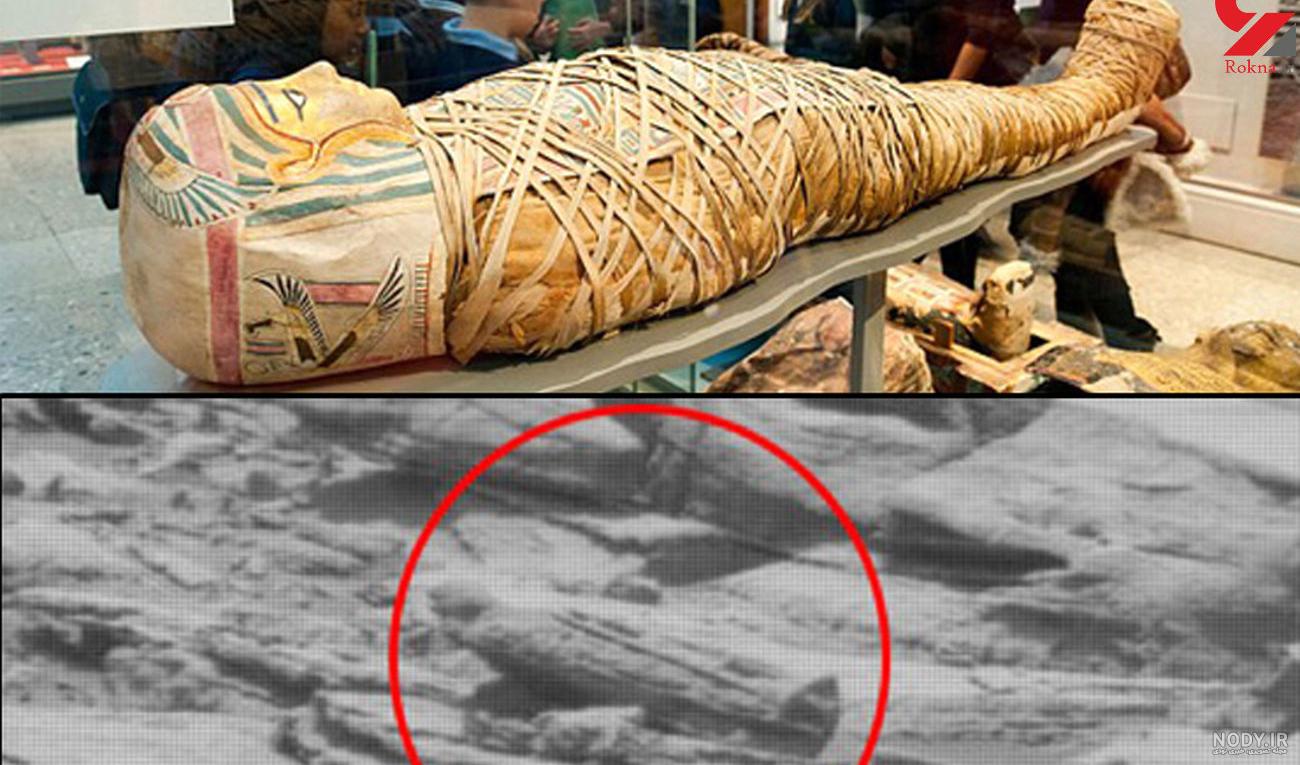 گوشت موش
