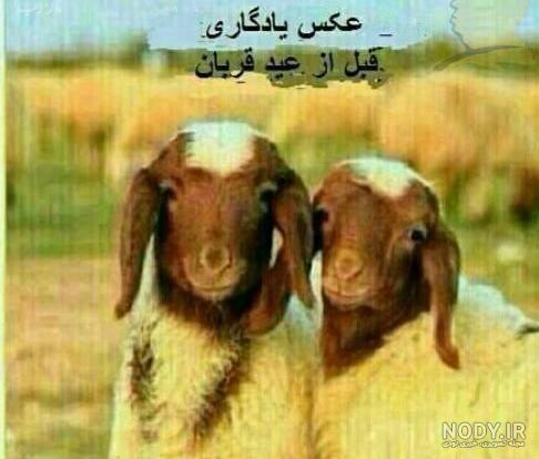 استیکر رقص خنده دار برای واتساپ