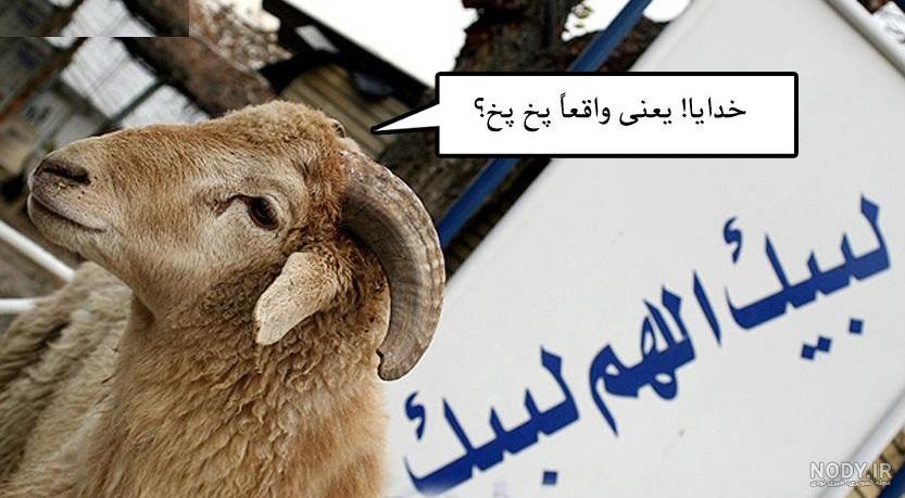 عکس گوسفندان ایرانی