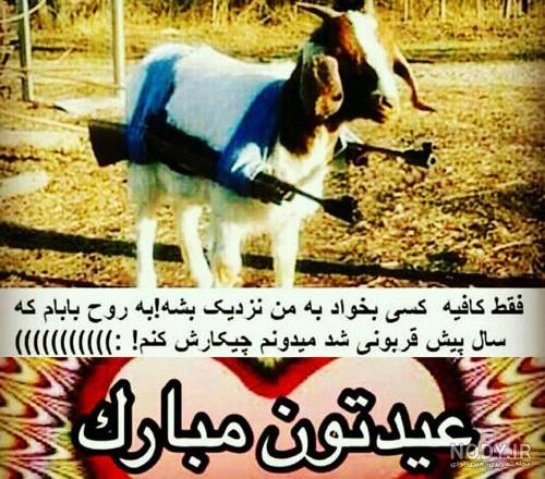 عکس گوسفندان زیبا