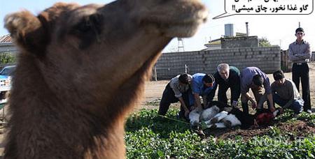 قربانی گوسفندان در عید قربان