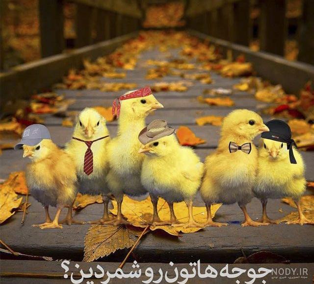 عکس شب یلدا با کیفیت بالا