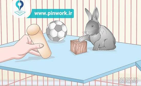 قفس خرگوش بالدو
