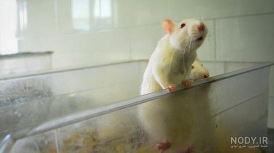 انواع موش آزمایشگاهی