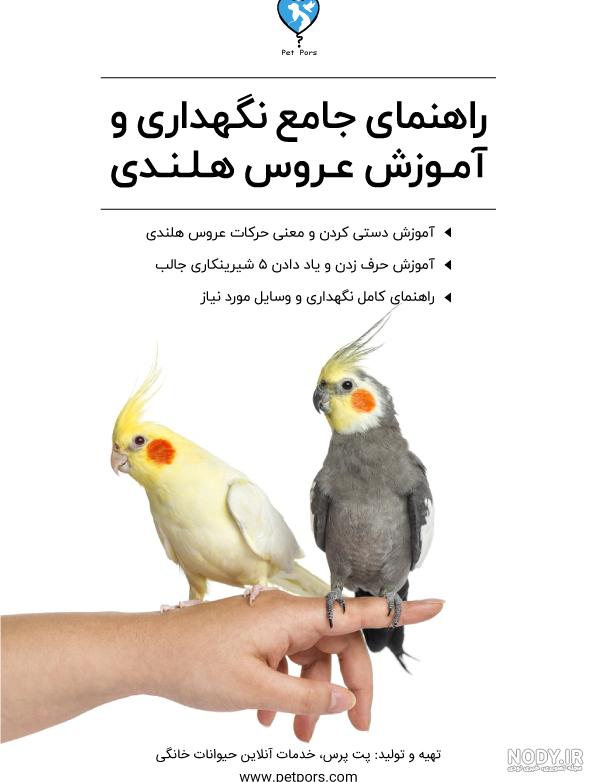 تشخیص جنسیت عروس هلندی با سوزن تشخیص جنسیت عروس هلندی با سوزن
