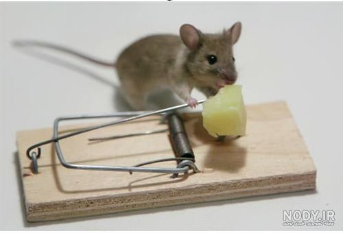 عکس موش سفید آزمایشگاهی