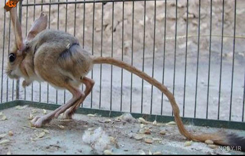 رنگ موش