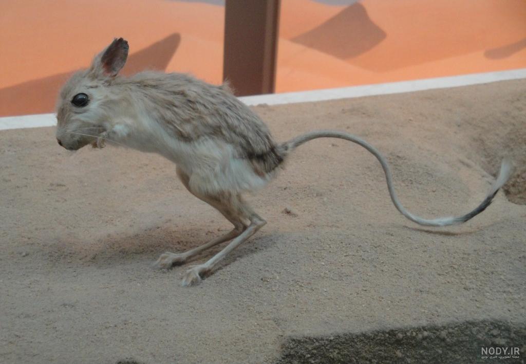 محل زندگی موش دوپا