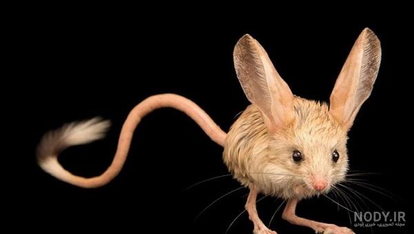 موش دوپای گوش دراز